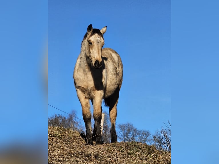 Connemara Ruin 1 Jaar 148 cm Buckskin in Wald-Michelbach
