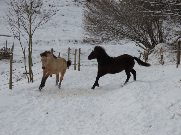 Connemara Ruin 1 Jaar 148 cm Buckskin in Wald-Michelbach