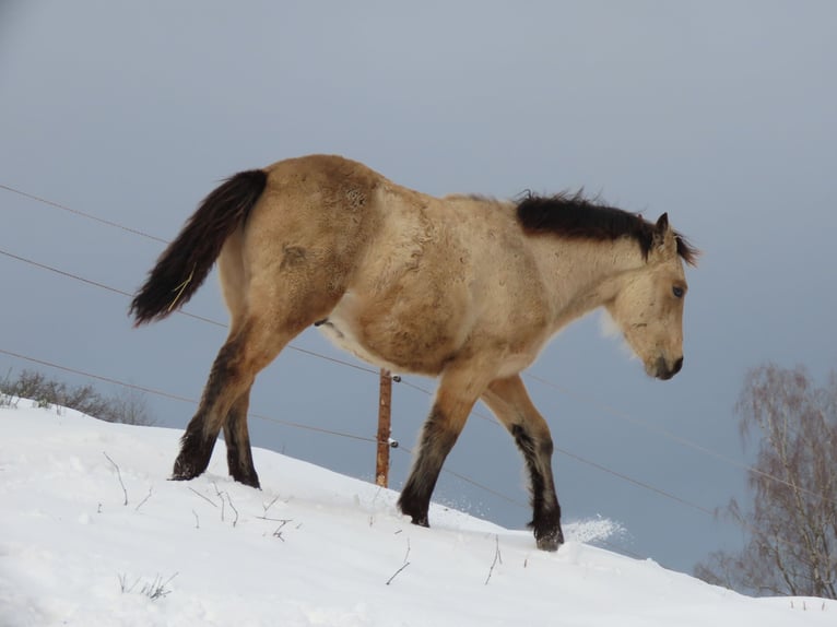 Connemara Ruin 1 Jaar 148 cm Buckskin in Wald-Michelbach