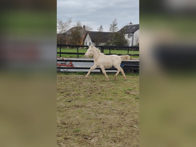 Connemara Ruin 1 Jaar 148 cm Cremello in Galway
