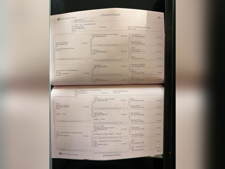 Connemara Ruin 1 Jaar 148 cm Zwartbruin in Goch