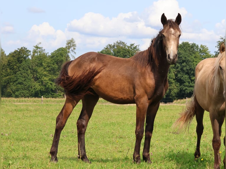 Connemara Mix Ruin 1 Jaar 160 cm Falbe in Mudau Reisenbach