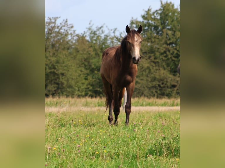Connemara Mix Ruin 1 Jaar 160 cm Falbe in Mudau Reisenbach