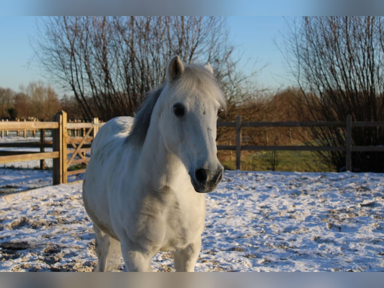 Connemara Ruin 20 Jaar 132 cm Schimmel in Oppuurs