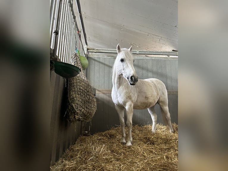 Connemara Ruin 21 Jaar 132 cm Schimmel in Oppuurs