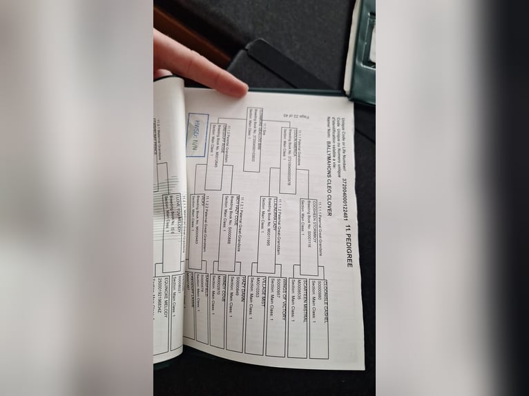 Connemara Ruin 2 Jaar 145 cm Wit in Kenmare