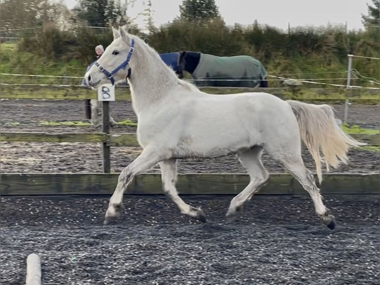 Connemara Ruin 2 Jaar 145 cm Wit in Kenmare