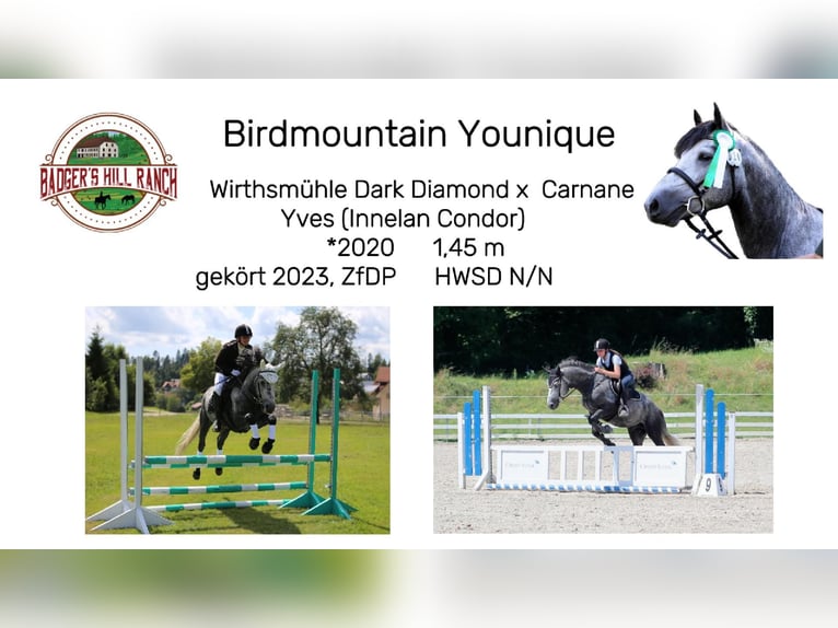 Connemara Ruin 2 Jaar 145 cm Zwartschimmel in Dachsberg