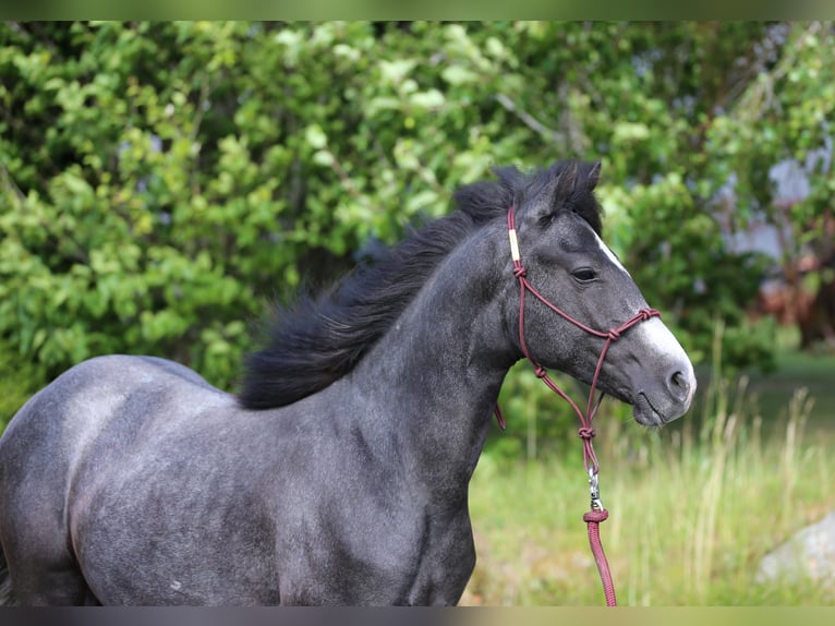 Connemara Ruin 2 Jaar 145 cm Zwartschimmel in Dachsberg