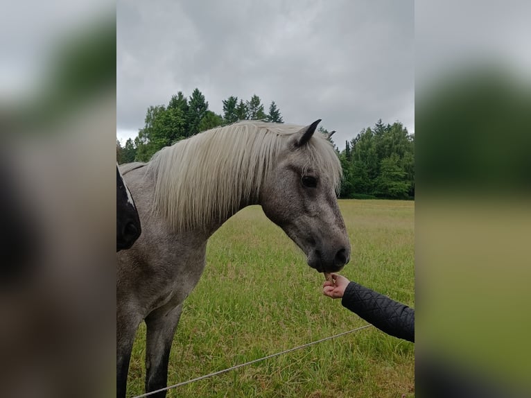 Connemara Ruin 2 Jaar 148 cm kan schimmel zijn in Rothenbuch
