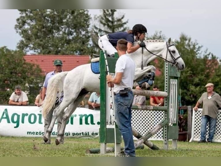 Connemara Mix Ruin 3 Jaar 138 cm Schimmel in Csömör