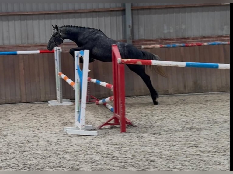 Connemara Ruin 3 Jaar 148 cm Blauwschimmel in Zieuwent