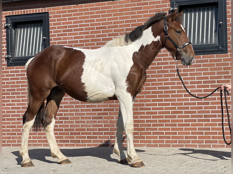 Connemara Ruin 3 Jaar 155 cm Gevlekt-paard in Zieuwent