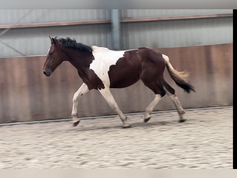 Connemara Ruin 3 Jaar 155 cm Gevlekt-paard in Zieuwent