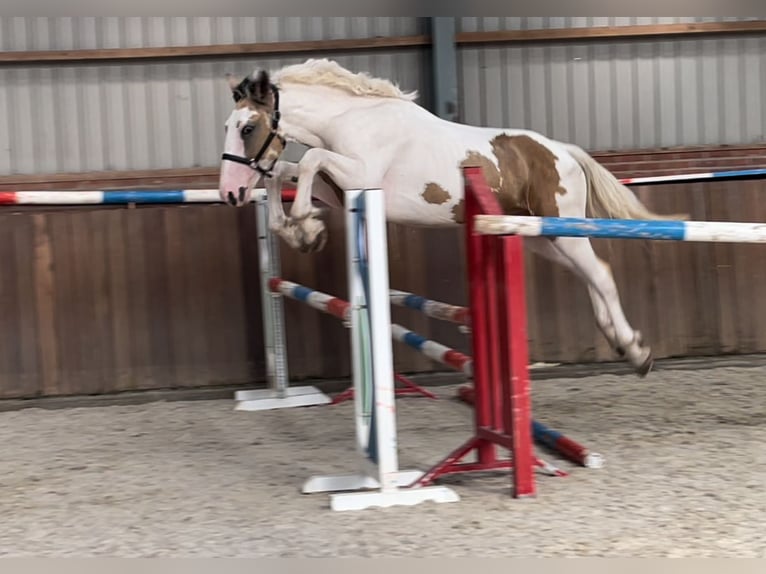 Connemara Ruin 3 Jaar 155 cm Gevlekt-paard in Zieuwent