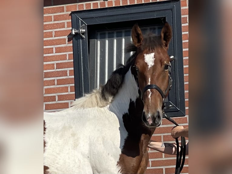 Connemara Ruin 3 Jaar 155 cm Gevlekt-paard in Zieuwent