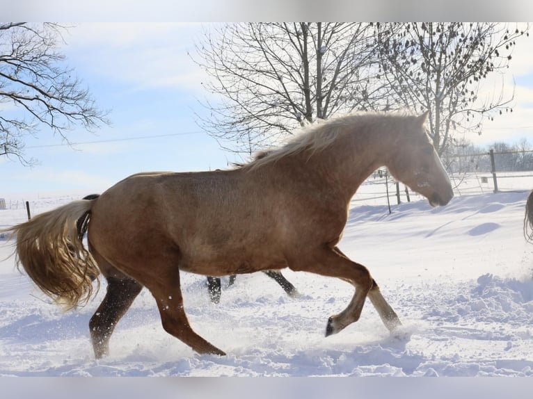Connemara Ruin 3 Jaar 155 cm Palomino in Vögnitz