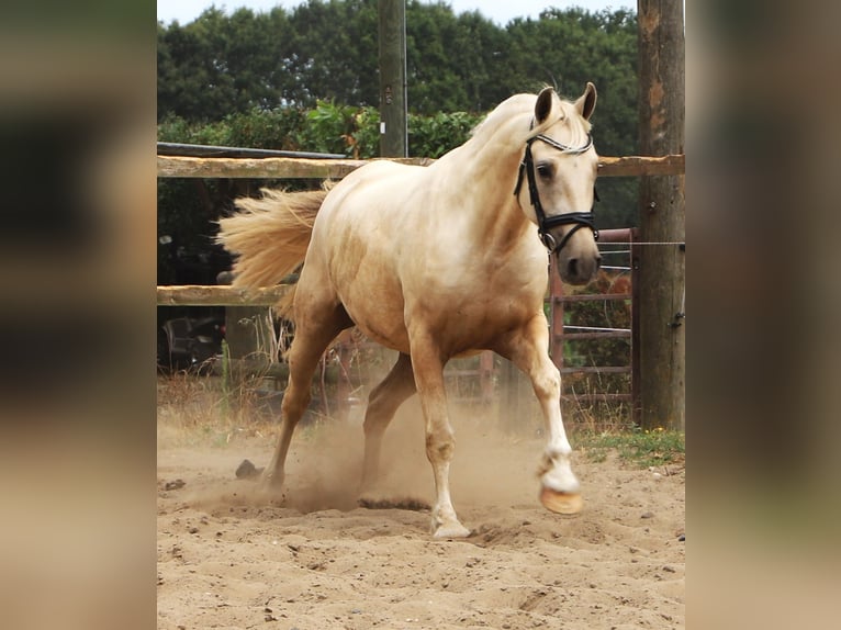 Connemara Mix Ruin 3 Jaar Palomino in Uelsen