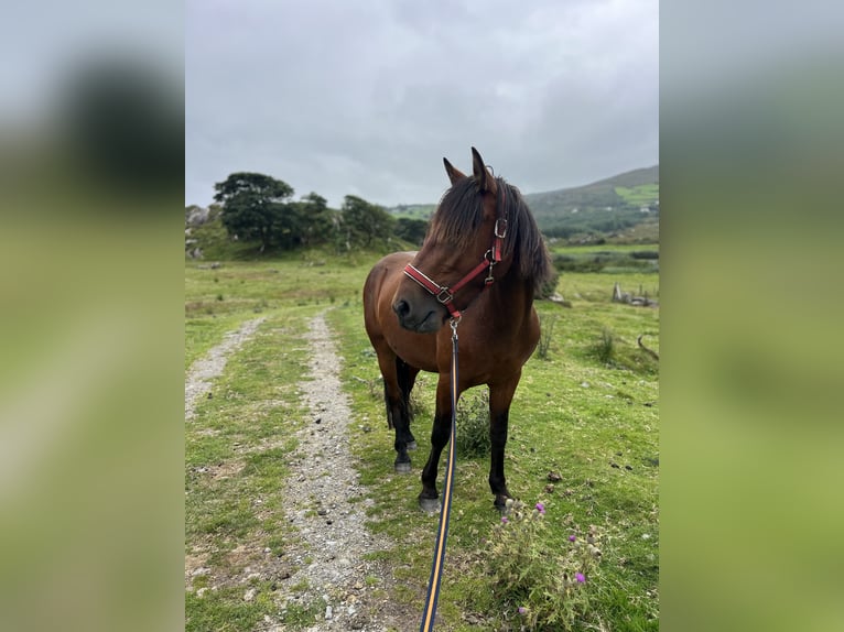 Connemara Ruin 4 Jaar 140 cm Donkerbruin in Bantry