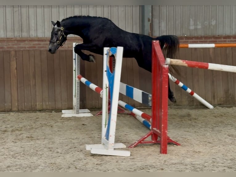 Connemara Ruin 4 Jaar 142 cm Schimmel in Zieuwent