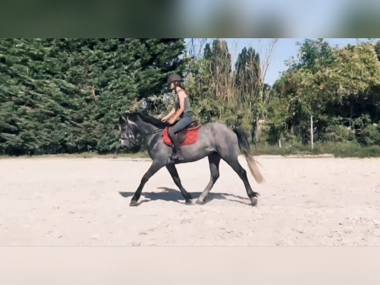 Connemara Ruin 4 Jaar 144 cm Zwartschimmel in Guérard