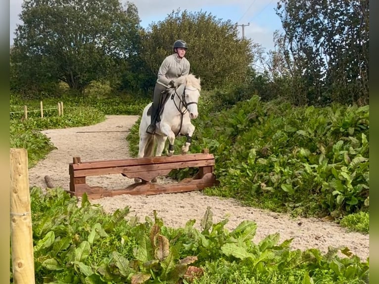 Connemara Ruin 4 Jaar 145 cm Cremello in Trebbin