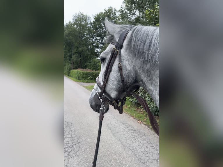 Connemara Ruin 4 Jaar 145 cm Schimmel in Liege
