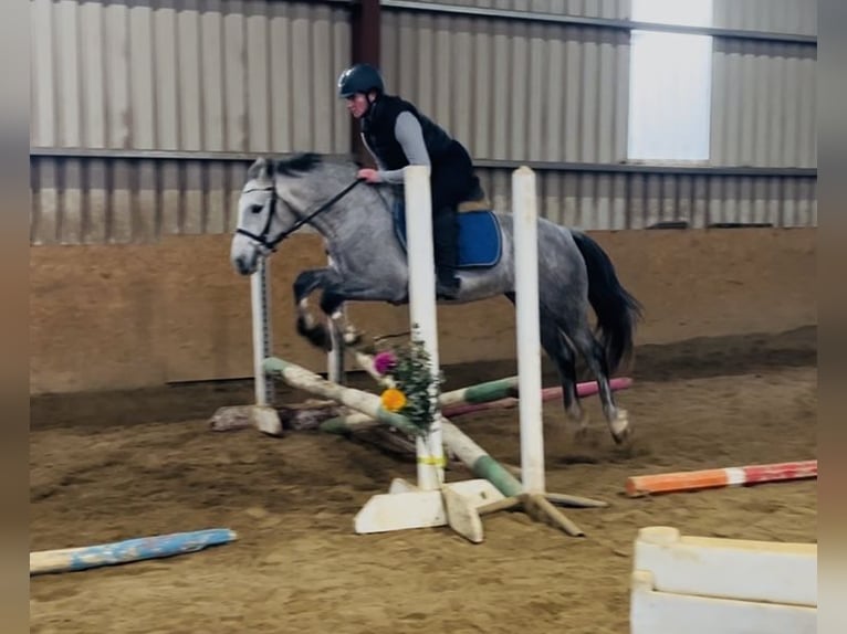 Connemara Ruin 4 Jaar 146 cm Schimmel in Sligo