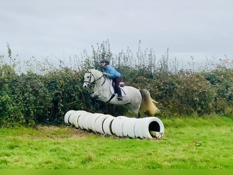 Connemara Ruin 4 Jaar 147 cm Schimmel in Mountrath