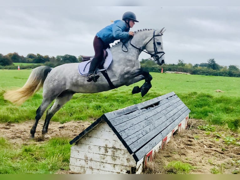 Connemara Ruin 4 Jaar 147 cm Schimmel in Mountrath