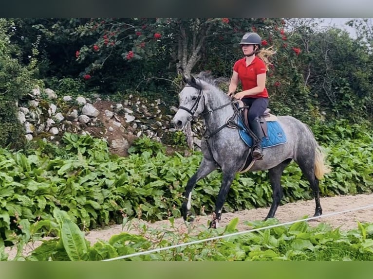 Connemara Ruin 4 Jaar 148 cm Schimmel in Sligo