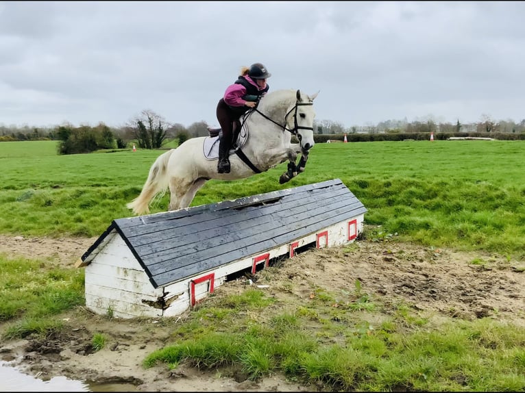 Connemara Ruin 4 Jaar 148 cm Schimmel in Laois