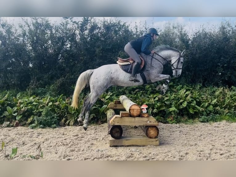 Connemara Ruin 4 Jaar 148 cm Zwartschimmel in Sligo