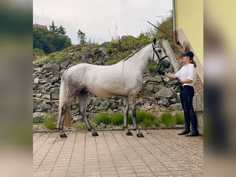 Connemara Ruin 4 Jaar 152 cm Blauwschimmel in Lisberg