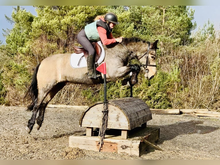 Connemara Ruin 4 Jaar 152 cm Falbe in Mountrath