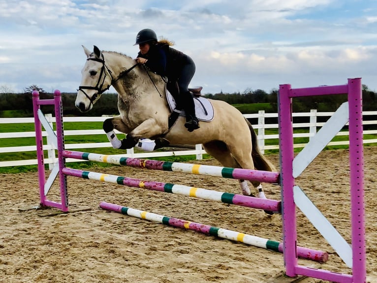 Connemara Ruin 4 Jaar 152 cm Falbe in Mountrath