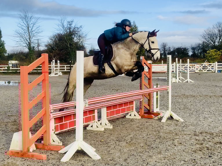 Connemara Ruin 4 Jaar 152 cm Falbe in Mountrath