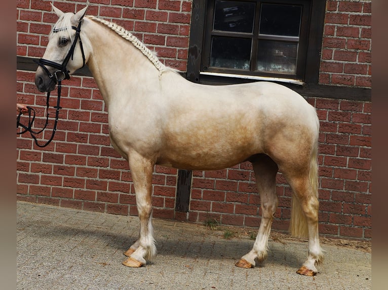 Connemara Mix Ruin 4 Jaar 152 cm Palomino in Uelsen