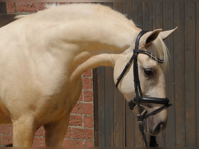 Connemara Mix Ruin 4 Jaar 152 cm Palomino in Uelsen