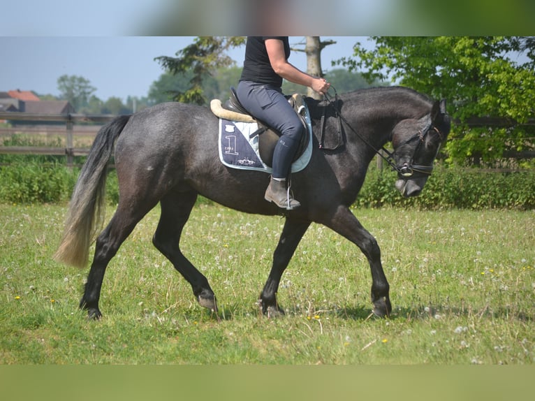 Connemara Ruin 4 Jaar 152 cm Schimmel in Breda