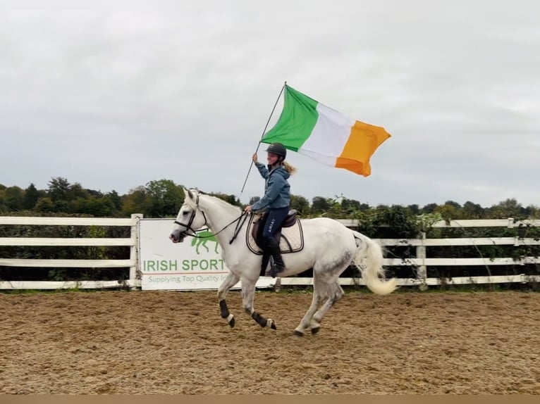 Connemara Ruin 4 Jaar 152 cm Schimmel in Mountrath, Co. Laois