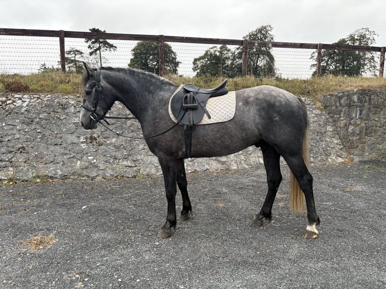 Connemara Ruin 4 Jaar 152 cm Schimmel in Ireland
