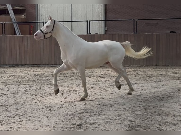 Connemara Ruin 4 Jaar 154 cm Cremello in Zieuwent