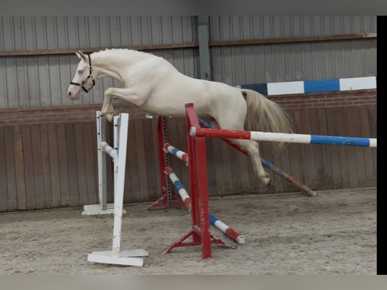 Connemara Ruin 4 Jaar 154 cm Cremello in Zieuwent