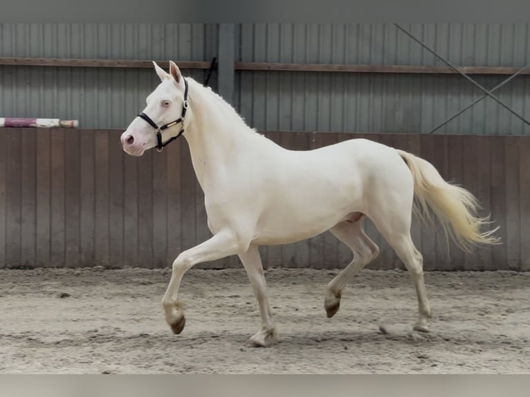 Connemara Ruin 4 Jaar 154 cm Cremello in Zieuwent