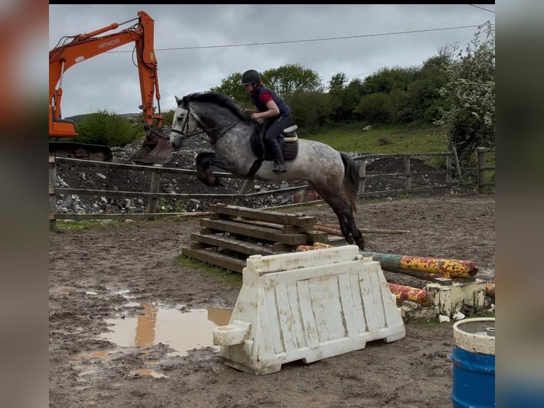 Connemara Ruin 4 Jaar 154 cm Schimmel in Sligo