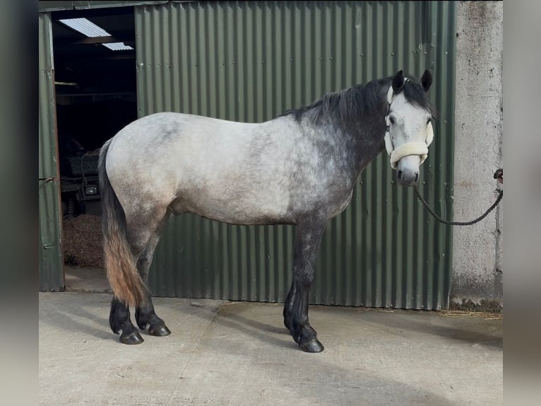 Connemara Ruin 4 Jaar 154 cm Schimmel in Sligo