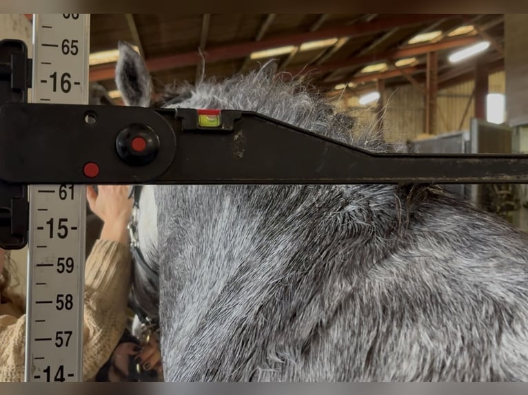 Connemara Ruin 4 Jaar 155 cm Schimmel in Mountrath