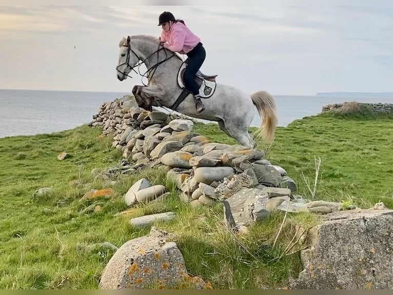 Connemara Ruin 4 Jaar 156 cm Appelschimmel in Wachtendonk