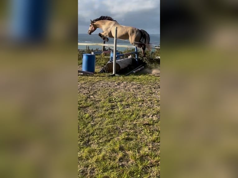 Connemara Ruin 4 Jaar 163 cm Falbe in Dublin